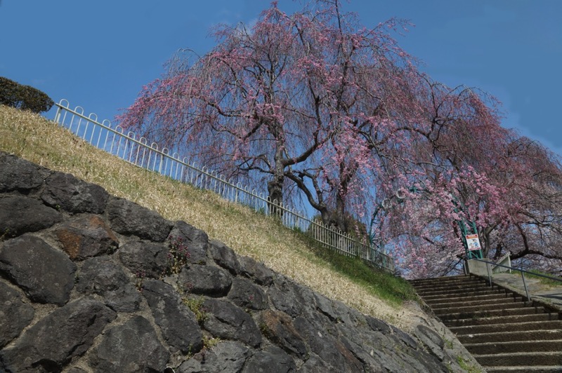 上山城　桜 (1)